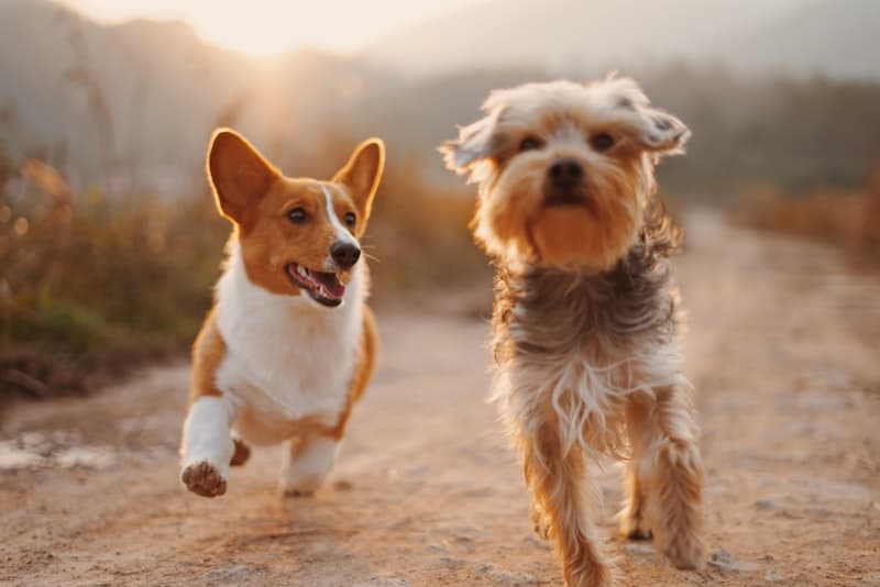 Two dogs playing outdoors